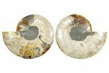 Cut & Polished Ammonite Fossil - Madagascar #364916-1